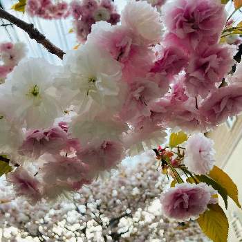 さくら サクラ 桜の画像 by 零毀さん | お出かけ先とさくら サクラ 桜とお花見と桜フォトコン2022