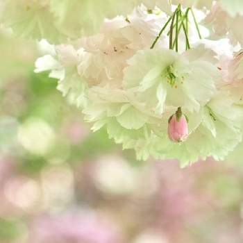 さくら 桜 サクラの画像 by ykrさん | お出かけ先と一眼レフと桜フォトコン2022と今日の一枚とさくら 桜 サクラと北海道