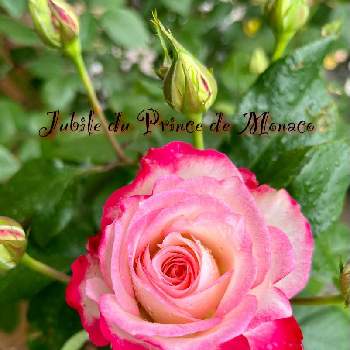 健気の画像 by hanahiroさん | 小さな庭とバラ＊ジュビレ デュ プリンス ドゥ モナコと感動！と可憐な花と植物のある暮らしと花と緑のある暮らしとばら バラ 薔薇と薔薇愛同盟と薔薇好きと薔薇・ミニ薔薇♥︎︎∗︎*ﾟと癒しと健気と復活と薔薇沼と花のある暮らしとジュビレ・デュ・プリンス・ドゥ・モナコ♪と薔薇♪と花が好きと薔薇は恋人と植物に癒されてと咲いた！