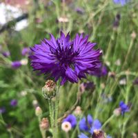 ヤグルマギク,花のある暮らし,お写ん歩,平和を願う☆,植物がある暮らしの画像