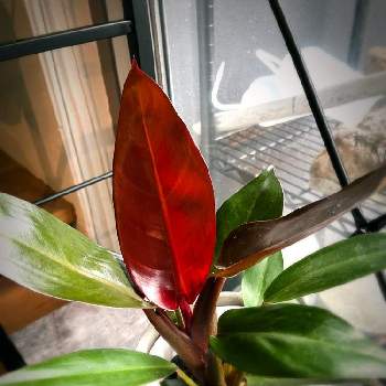 赤い葉っぱの画像 by karanoaさん | フィロデンドロン・サンレッドと観葉植物とフィロデンドロン属と観葉植物を楽しむと観葉植物のある暮らしと赤い葉っぱ