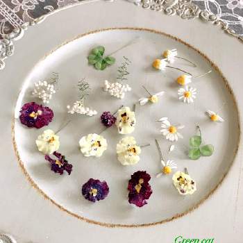カモミールの花の画像 by あいばーるさん | バルコニー/ベランダとビオラ・パンジーとクローバー✽とカモミールの花とハンドメイドと花のある暮らしとライスフラワーの花