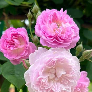 毎日ピンクの日の画像 by たまさん | 毎日ピンクの日とばら バラ 薔薇とピンクの花とピンクLOVEと癒しとピンク❤︎ピンクと心ほっこりと元気もらえるとピンク大好きといつも心に太陽をと蕾応援団と平和を願う☆と乙女色クラブとかわいいと楽しい時間とピンクワールドへ ようこそとピンク愛好会とピンクのお花