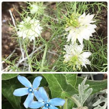 理想のお庭にするためにの画像 by yuuさん | ガーデニング大好きとお庭で過ごす時間とナチュラルなガーデンを目指してとオキシペタラム  ブルースターと青いお花とニゲラ大好きと理想のお庭にするためにと白いお花とお花に癒される日々とニゲラ・ホワイトと場所ごとにテーマを決めてと癒し…♡と花のある暮らし