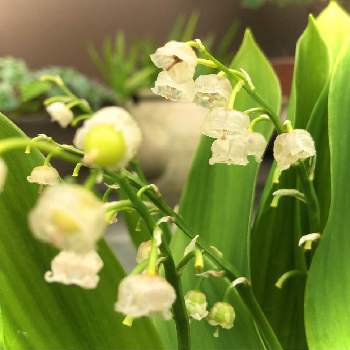 ドイツスズランの画像 by ウサコさん | バルコニー/ベランダとドイツスズランと雨上がりとちいさいお花と山野草と鉢植えと花のある暮らしと白い花と実のなる植物