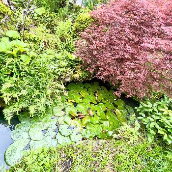 庭の池の画像 by アンジュローズ      徳島　阿南さん | 小さな庭とヤブランとベニシダレモミジとツワブキと睡蓮とシダ類と庭の花と田舎の庭と庭の池