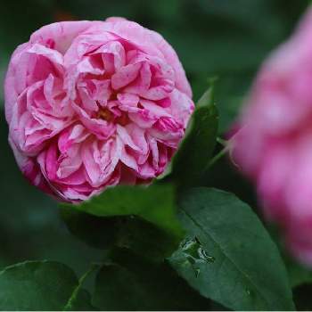 バラ・オールドローズの画像 by tokitokiさん | 小さな庭とプロバンスパナシェとバラ・オールドローズとばら バラ 薔薇