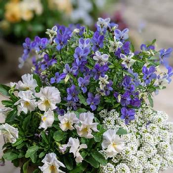 青紫の花の画像 by みるきーさん | 小さな庭と水色の花とビオラ・パンジーとかわいい♡と寄せ植えと青紫の花と花のある暮らしとアリッサム♡