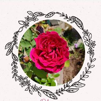 オデュッセイア♡の画像 by はっぴーさん | 小さな庭とばら バラ 薔薇とガーデニング大好きとバラ大好きとオデュッセイア♡ときれいなお花と美しい薔薇