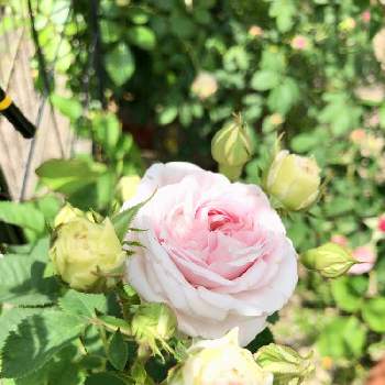 バラ・オールドローズの画像 by kazuさん | 小さな庭と薔薇とフェリシテパルマンティエとバラ・オールドローズとOR