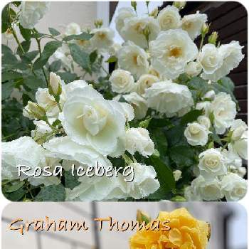 雨の日の画像 by 寺子屋さん | つるアイスバーグとグラハム トーマスとイングリッシュローズとバラとばら バラ 薔薇とばら大好きと白い花と黄色いバラと地植えと雨の日とつるバラ