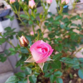 可愛いピンク色♡の画像 by ガジュマルさん | 小さな庭と元気パワーとマイガーデンとバラ 鉢植えと花のある暮らしと可愛いピンク色♡
