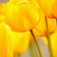 チューリップ,ガーデニング,黄色い花,花のある暮らし,小さな幸せ♡の画像