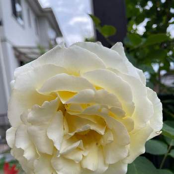 白バラの画像 by cruyffyanさん | エクステリアとエリナと鉢植えと白バラとエリナ  バラとばら バラ 薔薇