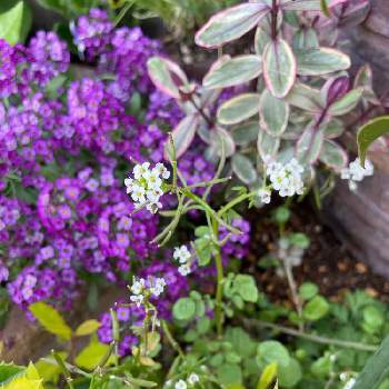 クレソンの花の投稿画像一覧 Greensnap グリーンスナップ