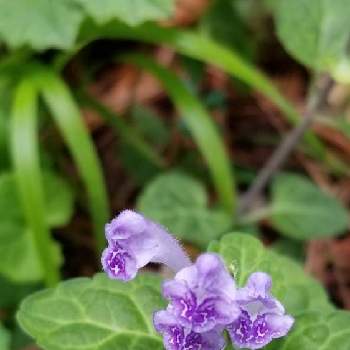 紫色のお花の画像 by スーミーさん | お出かけ先とコバノタツナミソウと草本と紫色のお花と可愛らしいお花♡
