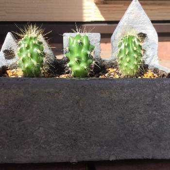 サボテン種からの投稿画像一覧 Greensnap グリーンスナップ