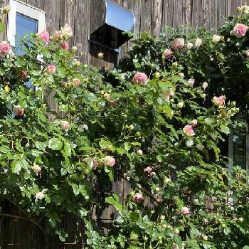 ピエールドロンサールの画像 by あじさいみえさん | 広い庭とピエールドロンサールとばら バラ 薔薇とおうちの敷地内と白い花が好きと山野草大好きとマイガーデンと花のある暮らしと自然農法バラ栽培と白い花マニア