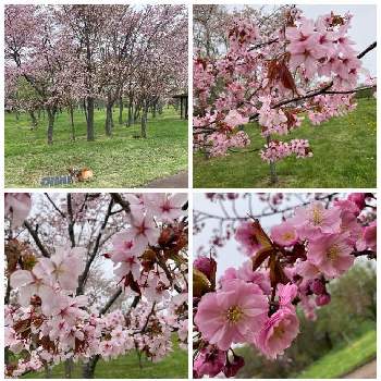 さくらの画像 by あっしゅさん | お出かけ先とさくらとわんこと共にwwwと道東の桜と日本で最後のお花見かな