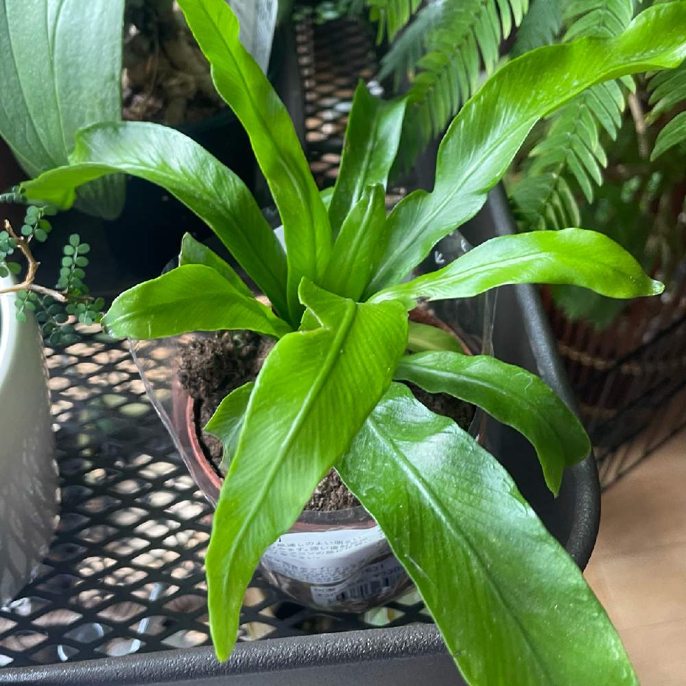 アスプレニウムの投稿画像 By さざびさん インテリア 22月5月14日 Greensnap グリーンスナップ Greensnap グリーンスナップ