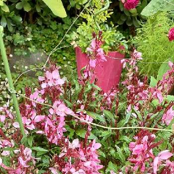 ガウラ リリポップピンクの画像 by とっこさん | 小さな庭とガウラ リリポップピンクとうれしいな♪とピンク色とほっこり♡と可愛い〜♡とおしゃれ