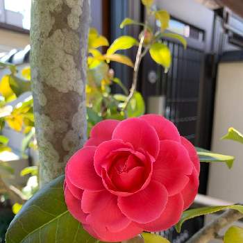 花壇・植込みの画像 by キャサリンrryさん | 玄関とツバキと艶があり美しいと華やかと実家の庭と赤い花と花壇・植込み