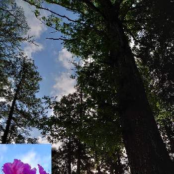 木漏れ日の画像 by スカイブルーさん | お出かけ先と世界平和とウクライナに平和をとお花が好きとおだやかな１日になりますようにとお散歩道と木漏れ日とGS友達♡とHappyな気分と大きな木とツツジ科とピンクのはな