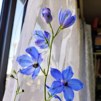 デルフィニウム青の画像 by おはるんさん | 窓辺と花のある暮らしとデルフィニウム青