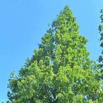メタセコイヤの樹木の画像 by m＆oさん | お出かけ先と維新百年記念公園とメタセコイヤの樹木と樹木見上げ隊