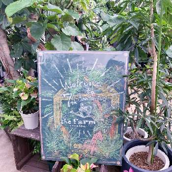 お一人様の画像 by miさん | お出かけ先とお出かけと植物沼と植物大好きとお一人様とただいま息抜き中❗️と息抜きとthe Farm UNIVERSAL 大阪