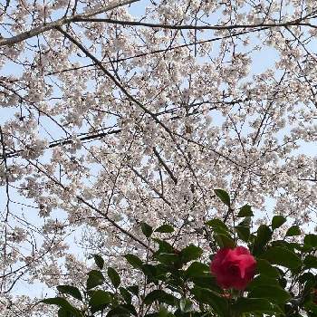ソメイヨシノ,ツバキ,お城まつり！,桜フォトコン2022,お出かけ先の画像