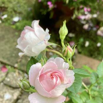 ミニバラ　チュチュオプティマの画像 by レモングラス。さん | 小さな庭とミニバラ　チュチュオプティマと土曜日とおうち園芸とバラが咲いた♡とお花が好き♡と鉢植えとピンク色のお花とかわいいとバラ・ミニバラ
