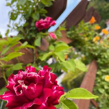 バラと暮らすの画像 by Angela350さん | 広い庭とバラ　ロジャーランベリンと絞りとやさしい色...とバラと暮らすとかわいいつぼみといやされる♡と優しさありがとうとつるバラと花だいすきとありがとうとつぼみがたくさんと薔薇 ほほえみと笑顔がいちばんと花のある暮らしと背が高いとかわいい花と微笑み
