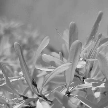 小さい花々の画像 by ❦THE HERMIT❦さん | お出かけ先とナンジャモンジャと光輝く花と刹那さとホワイトと癒されと小さい花々と秘密のpicと大好きな花とシルエット❤︎とヒカリと風の中とグレイスケール