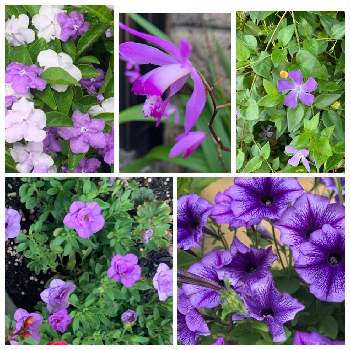 元気を出して！の画像 by あっちゃんさん | 小さな庭と元気を出して！とパープルとお家園芸と紫大好き♪と美しいと癒しのひと時と平和を祈る