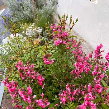 サルビアミラージュの画像 by りりこさん | 小さな庭とサルビアミラージュとピンクのお花と外花壇植え替え