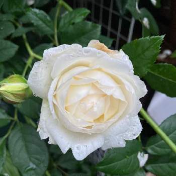 白いバラの画像 by 撫子さん | 白いバラとER クレア オースチンとクレアオースチンバラとミルラの香りとイングリッシュ・ローズと香りフェチ