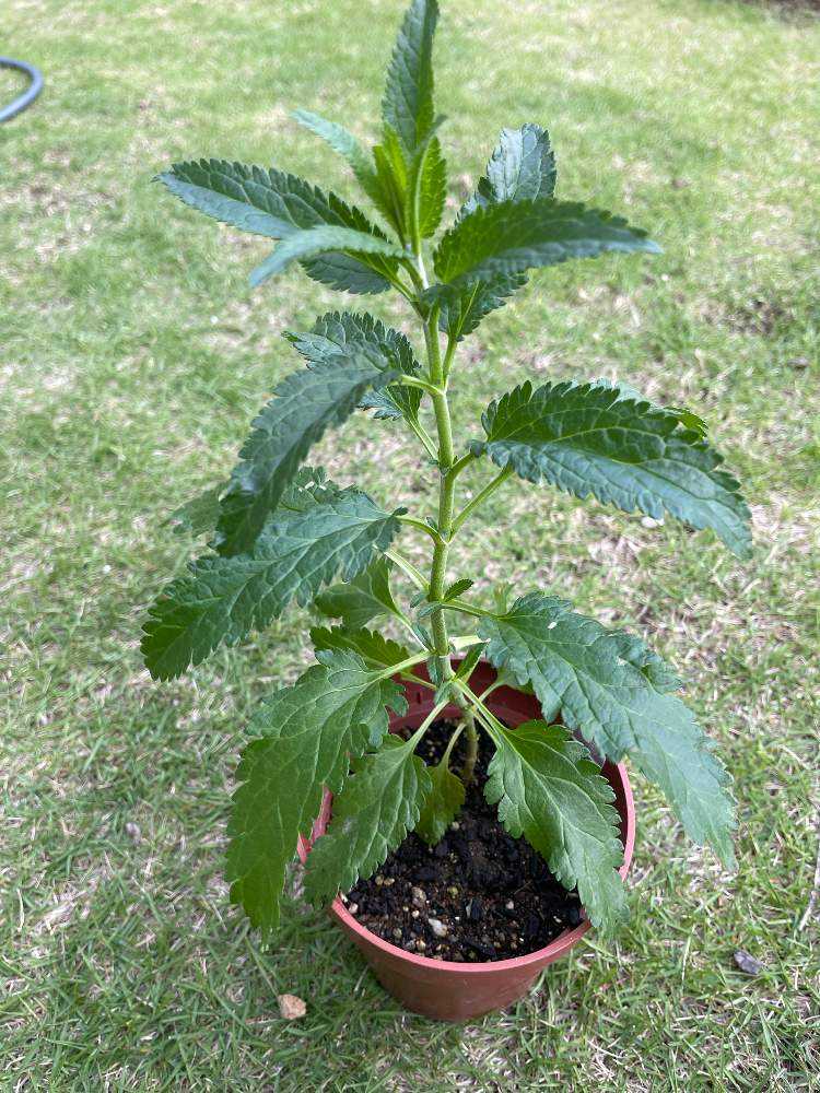 越冬植物等 44鉢一括譲渡 夏秋花の冬越しその後 完結編❁