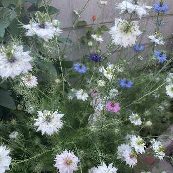 牡丹の花の画像 by kanautaさん | 小さな庭とボタンとニゲラと季節の花と牡丹の花とおうち園芸