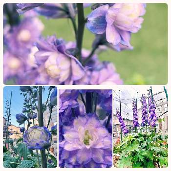 デルフィニウム青の画像 by あいまーるさん | 小さな庭とデルフィニウム　ボレロと花好きさんと繋がりたいと デルフィニウムと花好きとガーデニングと園芸初心者とデルフィニウム青