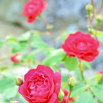 canonの画像 by こもひささん | 広い庭とバラとばら バラ 薔薇とcanonと庭の花と真っ赤なバラとお庭のお花とバラ 鉢植えと赤い花と花のある暮らしと薔薇♪とお花は癒しと花フォトと咲いた！と名も知らぬ薔薇と鉢植え