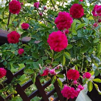 庭の片隅の画像 by M4さん | 小さな庭と薔薇 キングローズと庭の片隅と挿し木と薔薇挿し木と可愛いと花びらと花のある暮らしと木蔭と薔薇の花