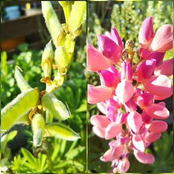 ピンク♡の画像 by まるさん | 小さな庭とルピナスの種とルピナス三番目の花❤️とピンクとピンクの花と種からとピンク♡