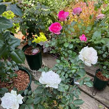 ガブリエルの画像 by ピオニーさん | 小さな庭とガブリエルとGabriel（ガブリエル）と重曹スプレーが手放せませんと狭い庭にバラと鉢でバラを育てるとバラへのワクワクが止まらない