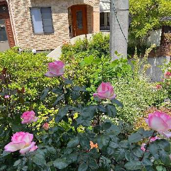 プリンセスドゥ・モナコの画像 by ピオニーさん | 小さな庭とプリンセスドゥ・モナコと薔薇プリンセスドゥモナコ，と鉢でバラを育てるとバラへのワクワクが止まらないと狭い庭にバラ