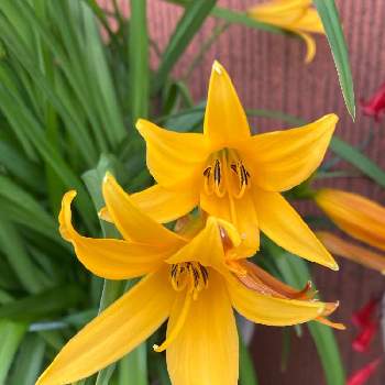 黄色い花♡の画像 by YS815さん | お出かけ先と災害時備蓄と黄色い花♡と手洗・うがい・マスクとお庭と散歩中