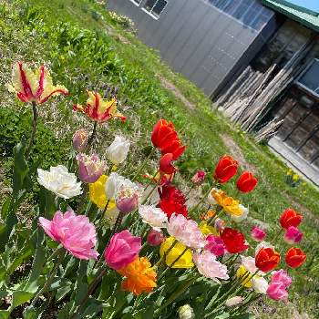 チューリップ大好き♡の画像 by 鯉太郎さん | チューリップとお庭と色とりどりとチューリップ大好き♡
