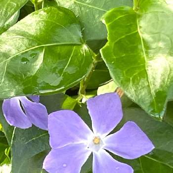 癒しの薄紫の画像 by 白りすさん | お出かけ先とツルニチニチソウと今日のお花と歩道と癒しの薄紫とチーム千葉✿︎