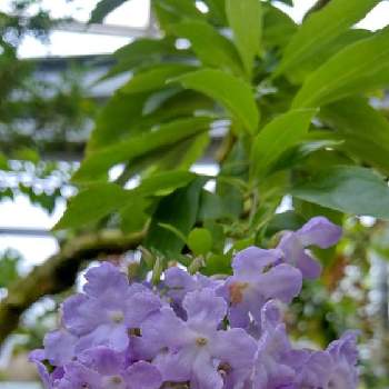 出会いに感謝♡の画像 by リコꕤ…˖*さん | お出かけ先とデュランタ レペンスと可憐な花と紫色の花が好きと癒しと出会いに感謝♡と茨城県植物園とお花に癒されてと花に恋してと可愛いと小花好き