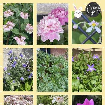 カンパニュラ アルペンブルー♡の画像 by julianさん | 小さな庭と夏越しとアカンサス！とハアザミ属と紫色とサラサウツギ。とカンパニュラ アルペンブルー♡とギリア レプタンサ。とおうち園芸とハゴロモジャスミン⚪と芍薬♡と綺麗とユキノシタ科とおでかけ先とピンクのお花と乙女色クラブと花のある暮らしと淡いピンクと濃いピンクの花とガーデンシクラメン❤︎とシレネ  ユニフローラ